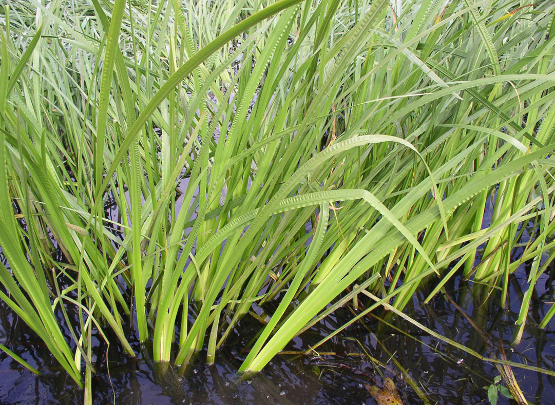 Покажи аир. АИР обыкновенный - Acorus Calamus. АИР болотный (Acorus Calamus). Осока Болотная. АИР обыкновенный корень.