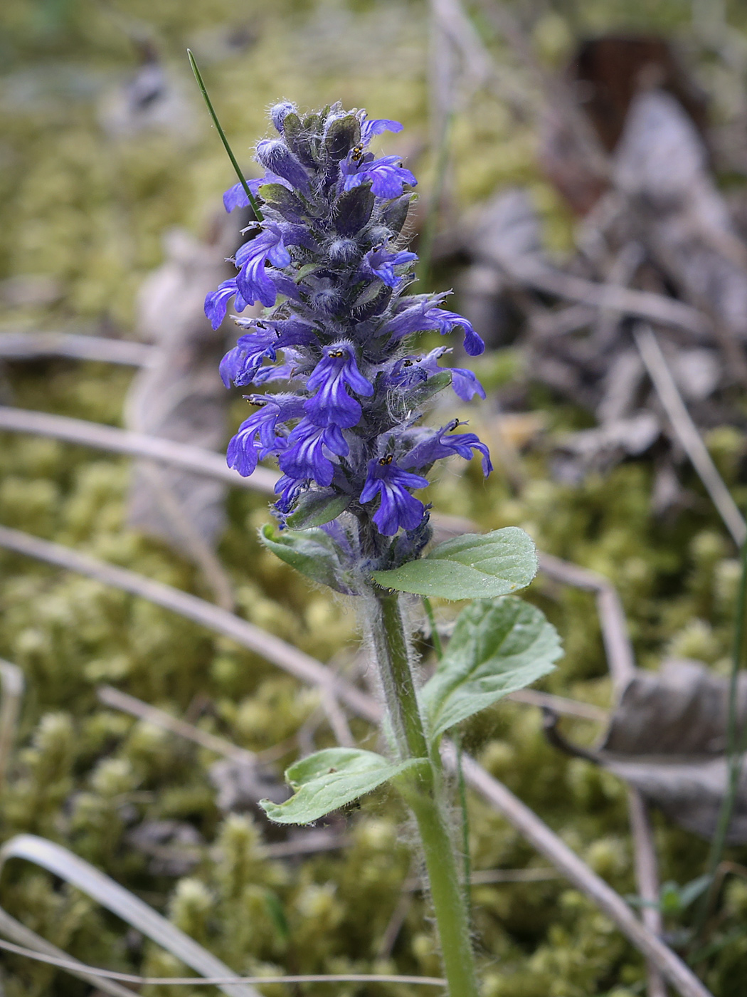 Image of Ajuga reptans specimen.