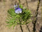 Psoralea pinnata. Верхушка ветви с цветками. Испания, автономное сообщество Каталония, провинция Жирона, комарка Баш-Эмпорда, муниципалитет Палафружель, ботанический сад \"Кап-Роч\". 04.06.2023.