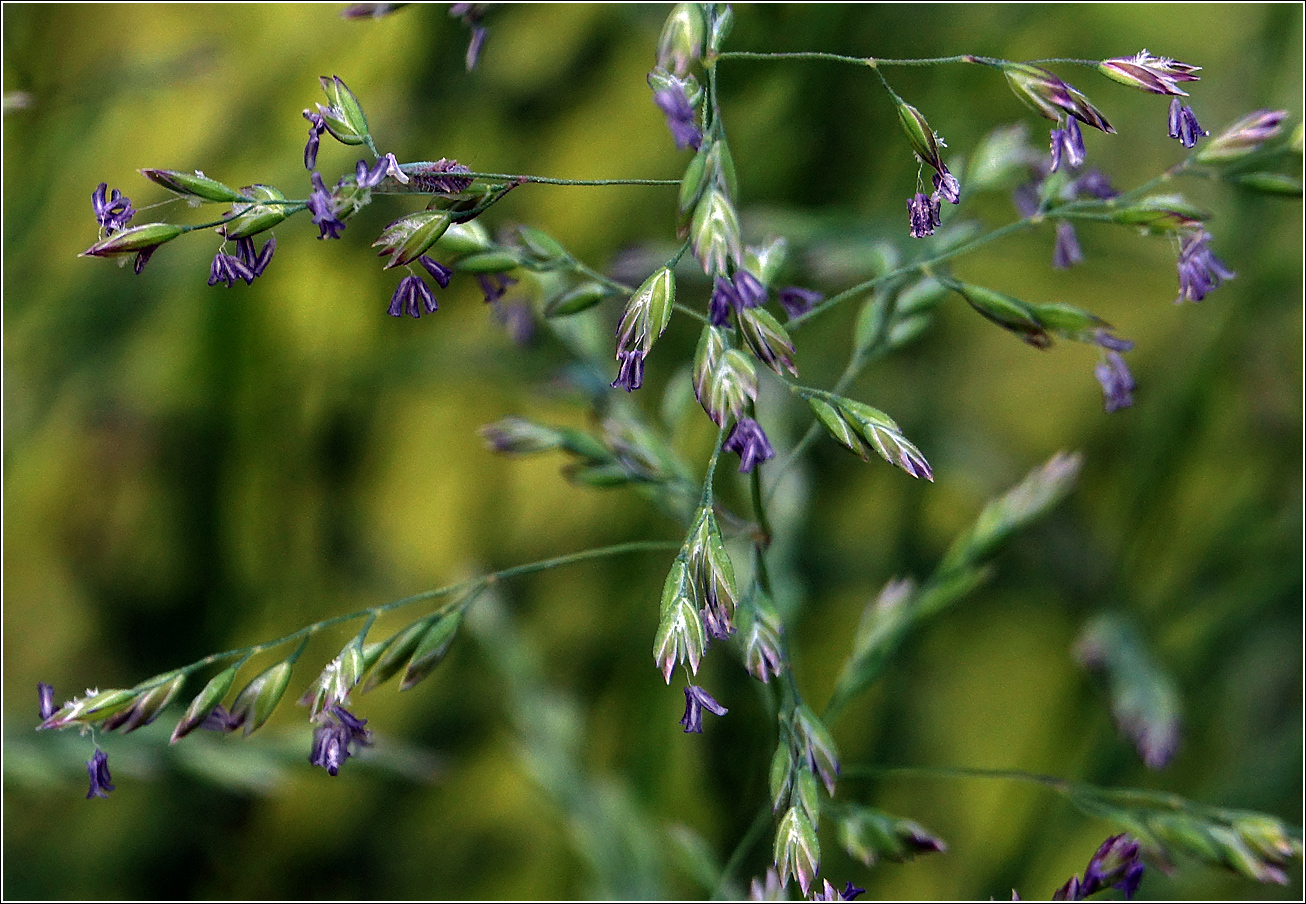 Изображение особи Poa pratensis.