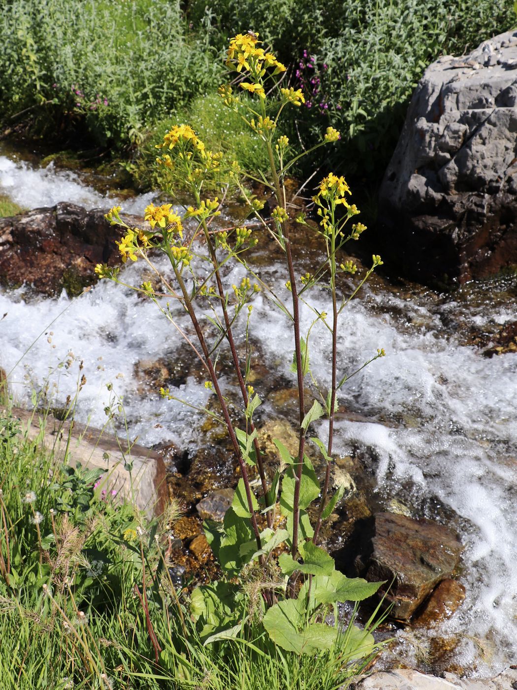 Image of Ligularia thomsonii specimen.