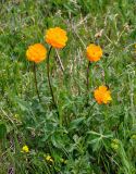 Trollius altaicus