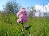 Spiraea salicifolia