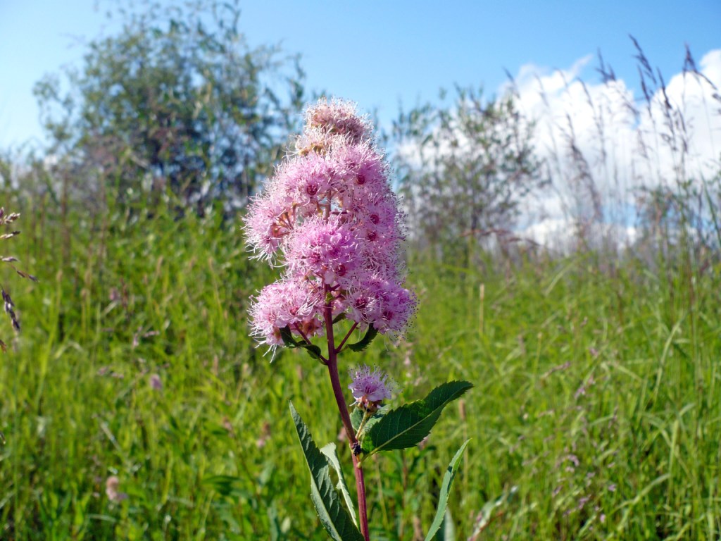 Изображение особи Spiraea salicifolia.