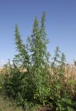 Cannabis sativa variety spontanea. Цветущее женское растение. Крым, Симферопольский р-н, окр. с. Урожайное, край поля. 10 июля 2023 г.