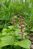 Pyrola incarnata