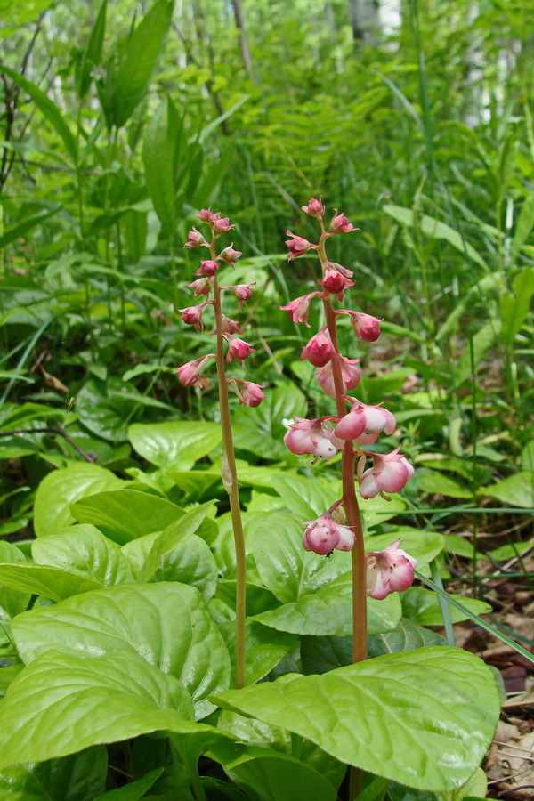 Image of Pyrola incarnata specimen.