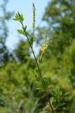 Melilotus hirsutus. Верхушка побега с соцветиями и подлетающей пчелой. Краснодарский край, Лазаревский р-н, окр. с. Ордынка, 190 м н.у.м., просека. 20.07.2023.