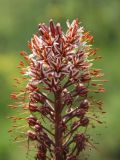 Eremurus regelii. Верхушка соцветия. Узбекистан, Ташкентская обл., западные отроги Чаткальского хребта, Большой Чимган, ур. Аксай, около 1800 м н.у.м., долина горной речки. 05.06.2019.