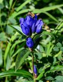 Gentiana triflora. Верхушка побега с соцветием и кормящейся пчелой. Сахалин, Корсаковский гор. округ, мыс Великан, приморский луг. 25.08.2022.