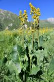 Ligularia heterophylla