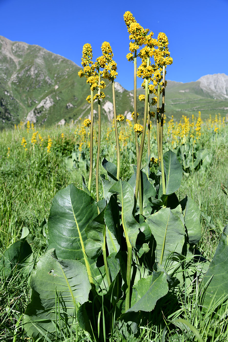 Изображение особи Ligularia heterophylla.