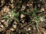 Minuartia glomerata