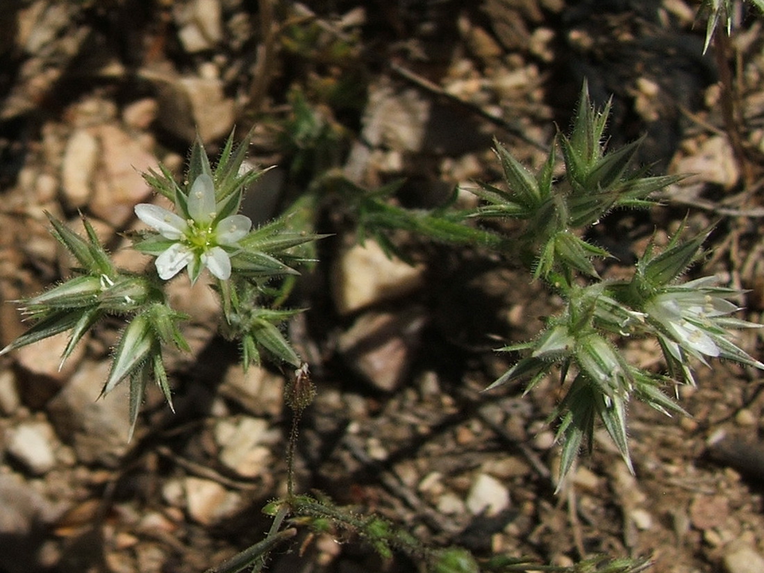 Image of Minuartia glomerata specimen.