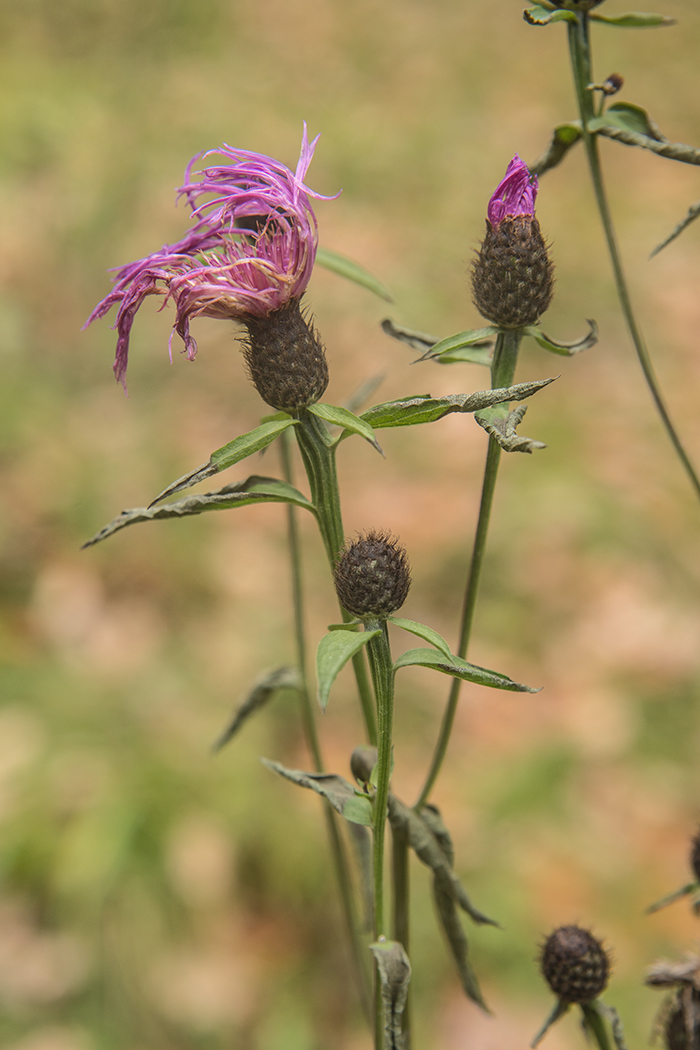 Изображение особи Centaurea phrygia.