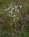 Erigeron annuus