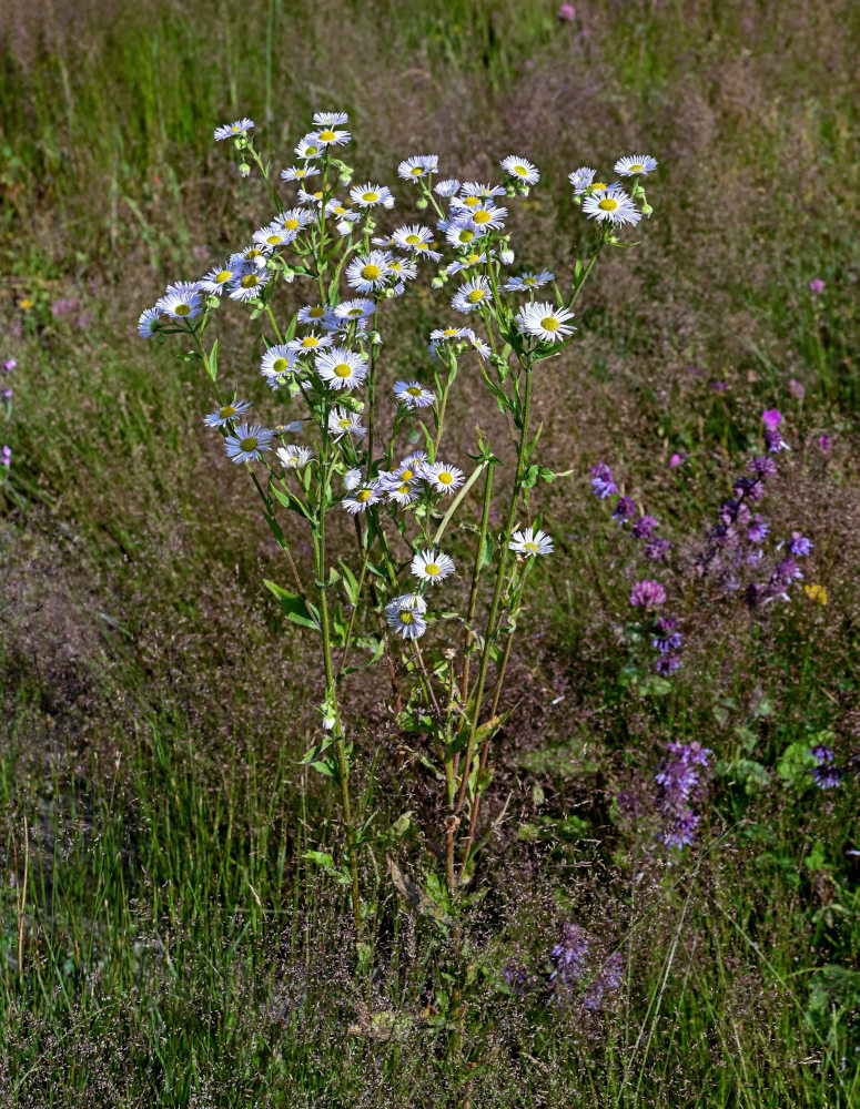 Изображение особи Erigeron annuus.