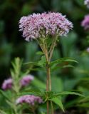 Eupatorium glehnii. Верхушка побега с соцветиями. Курильские о-ва, о-в Кунашир, склон вулкана Головнина, ≈ 400 м н.у.м., опушка смешанного леса. 20.08.2022.