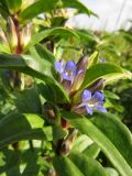 Gentiana cruciata