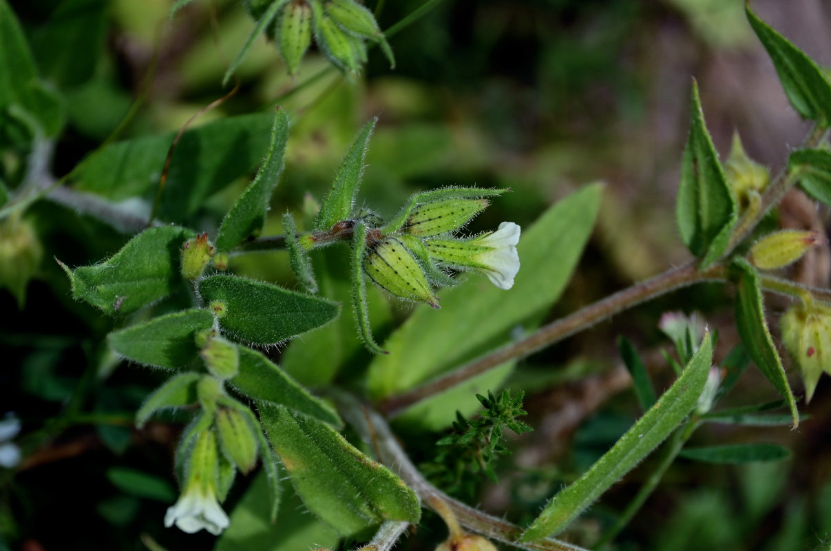 Изображение особи Nonea lutea.