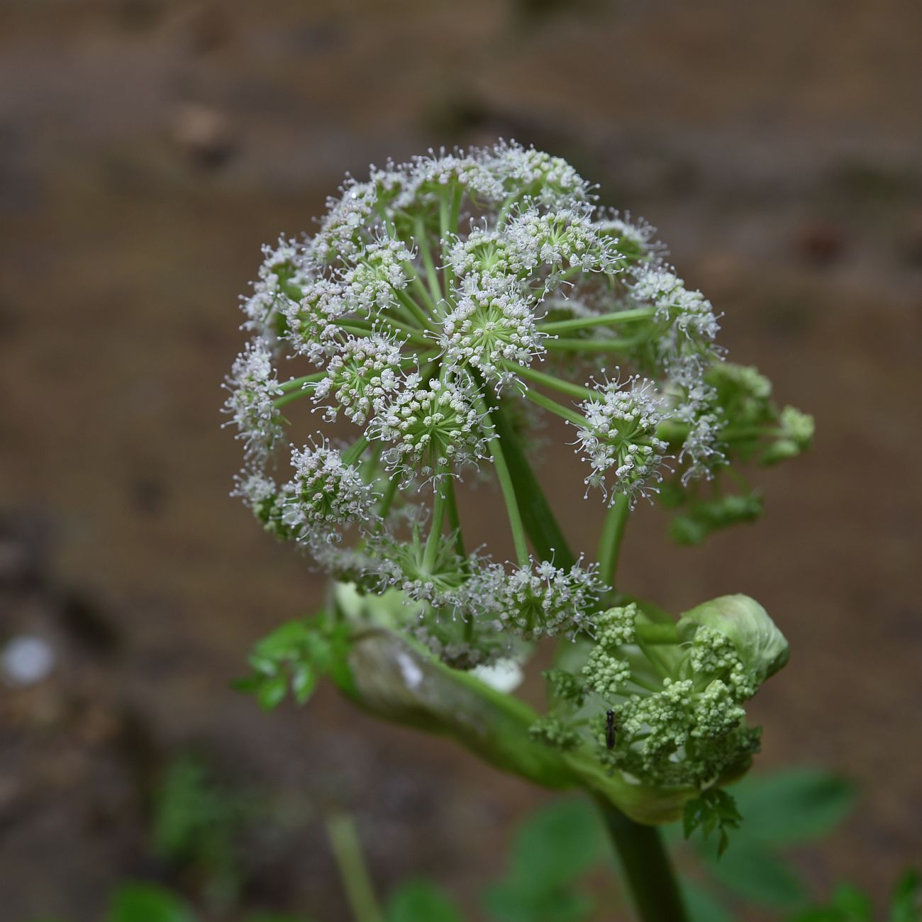 Изображение особи Angelica pachyptera.