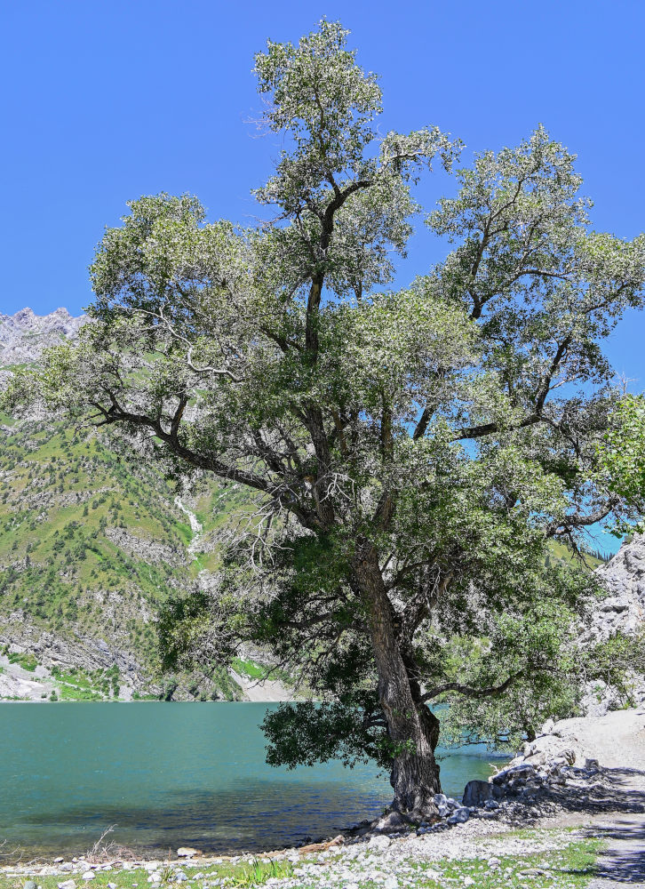 Image of genus Populus specimen.