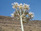 Hyalolaena bupleuroides. Центральное соцветие (вид снизу). Казахстан, Западный Тянь-Шань, Киргизский хр., ущ. Кара-Арча, ≈ 980 м н.у.м., придонная часть ущелья, степь. 9 июня 2023 г.