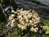 Sedum gracile