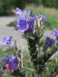 Echium vulgare