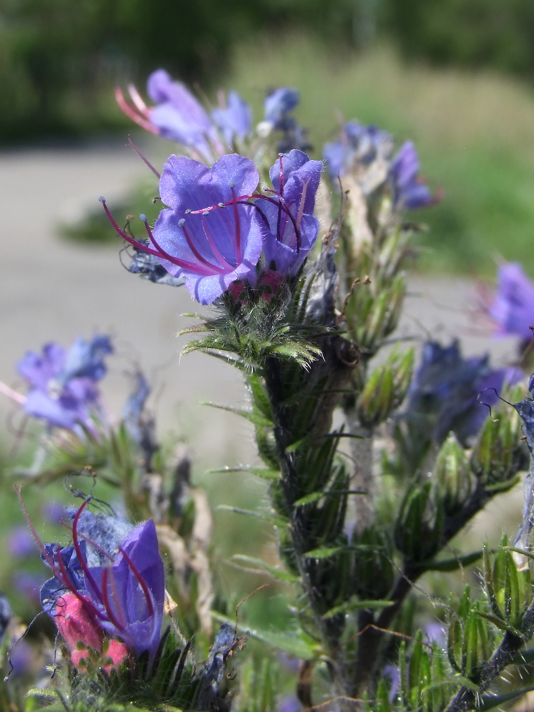 Image of Echium vulgare specimen.