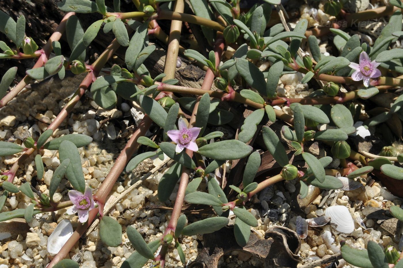 Image of Sesuvium portulacastrum specimen.