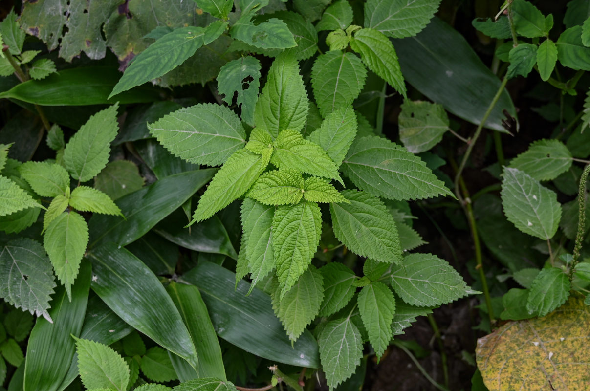 Изображение особи Laportea bulbifera.