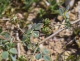 Medicago littoralis