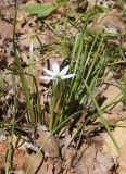 genus Ornithogalum