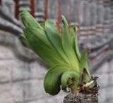 Yucca gloriosa. Верхушка побега с молодыми листьями с повреждёнными верхушками. Абхазия, Гагрский р-н, с. Лдзаа, озеленение. 13.04.2024.