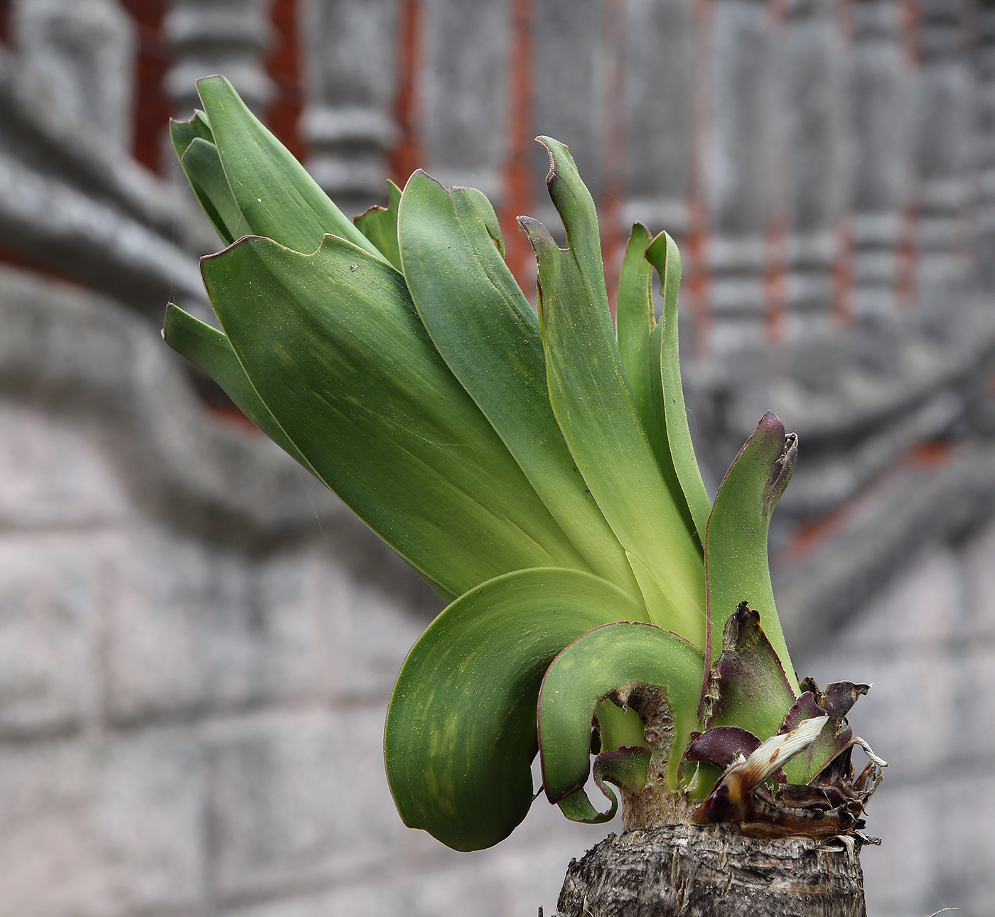 Image of Yucca gloriosa specimen.