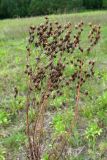 Hypericum elegans