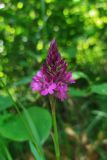 Anacamptis pyramidalis