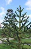 Araucaria araucana