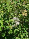 Thalictrum contortum