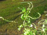 Veronica anagallis-aquatica. Верхняя часть цветущего растения. Ярославская обл., Некоузский р-н, дер. Марьино, р. Ильд. 11.09.2009.