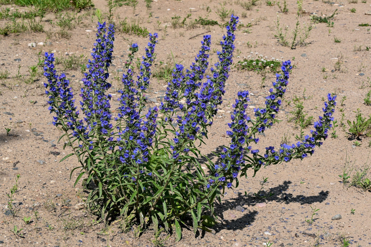 Image of Echium vulgare specimen.