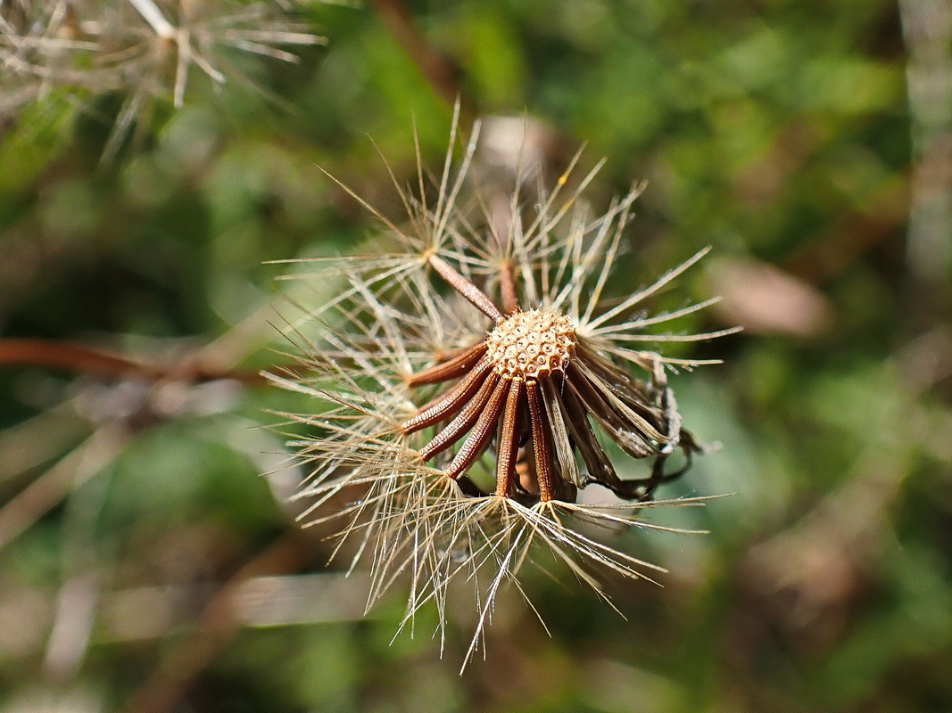 Image of Scorzoneroides autumnalis specimen.