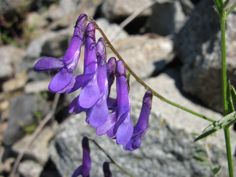 Image of Vicia varia specimen.