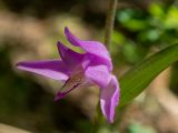 Cephalanthera rubra