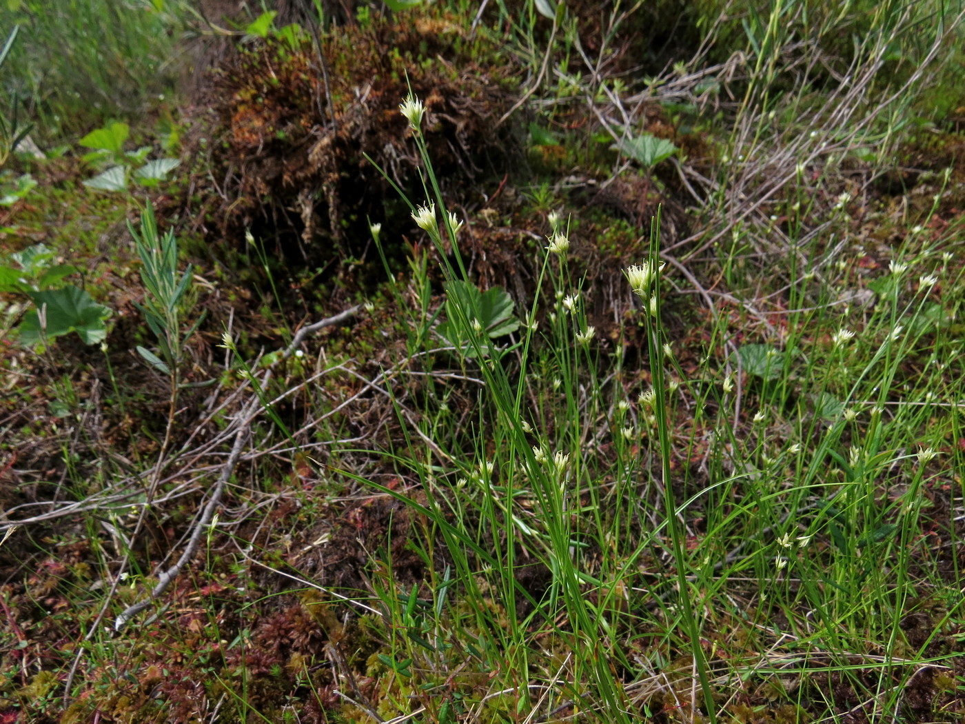Изображение особи Rhynchospora alba.