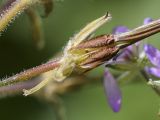 Erodium moschatum