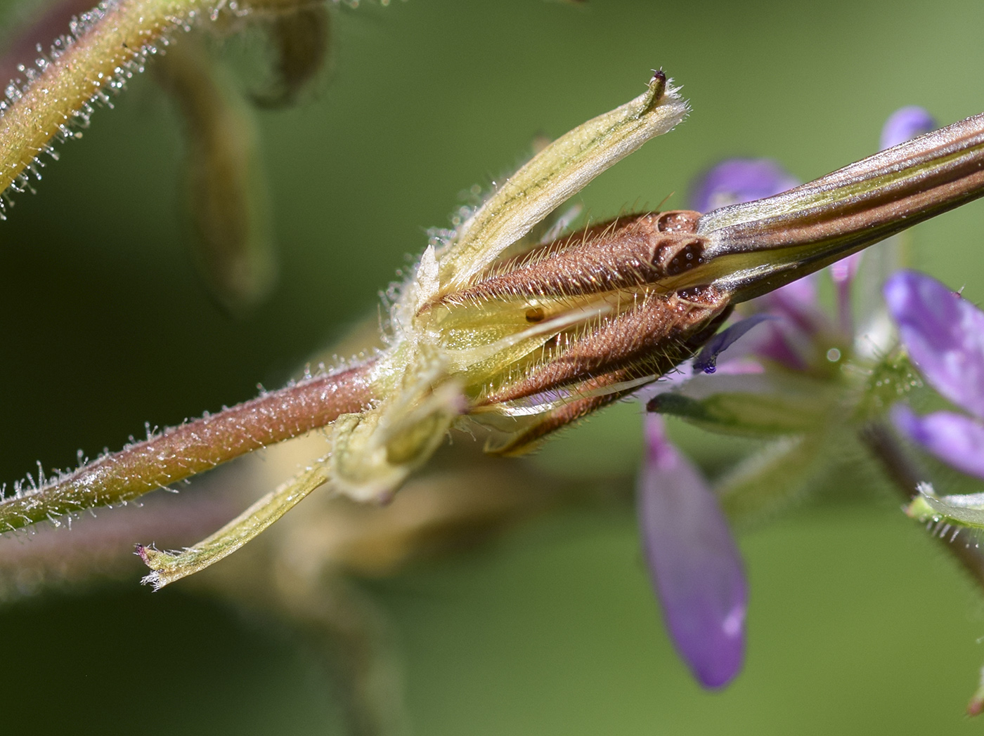 Image of Erodium moschatum specimen.