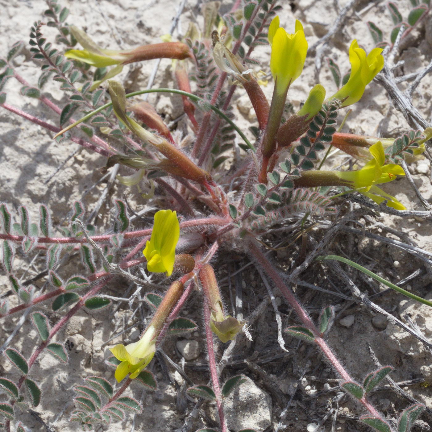 Изображение особи Astragalus longipetalus.