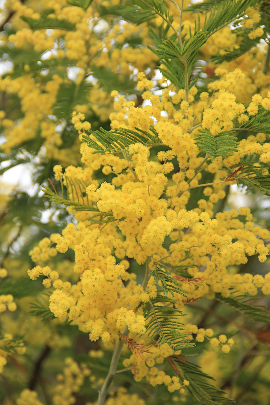 Image of Acacia dealbata specimen.